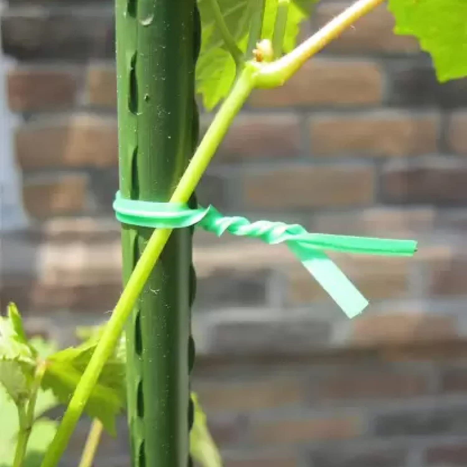 Garden Wire, Sturdy Plant Ties for Support, Garden Ties with Cutter for Tomatoes Vines, Plant Wire Tie Wire for Indoor, Outdoor, Home and Office Use (50 Mtr) Garden Wire, Sturdy Plant Ties for Support, Garden Ties with Cutter for Tomatoes Vines, Plant Wire Tie Wire for Indoor, Outdoor, Home and Office Use (50 Mtr)